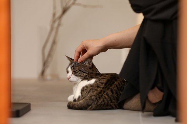   株式会社 家元 IEMOTO  | 富山 デザイン注文住宅の施工事例 ２匹の猫と平屋で暮らす家