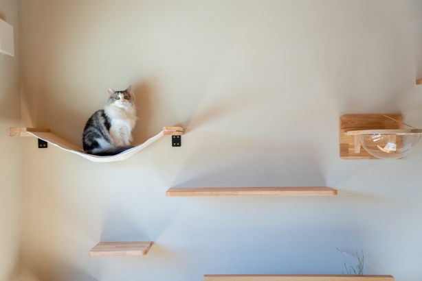   Marusyo の施工事例 猫と暮らす平屋の家